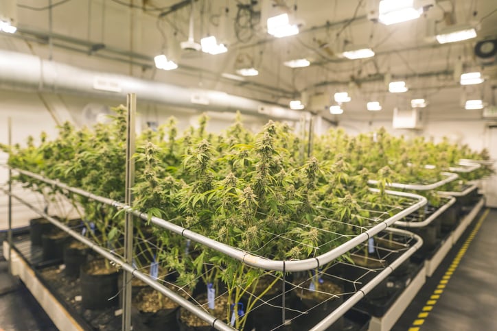 Alcohol sales still growing in the face of cannabis legalization