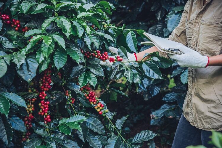 Not so robust robusta: Coffee species ‘markedly’ more sensitive to warming than previously thought