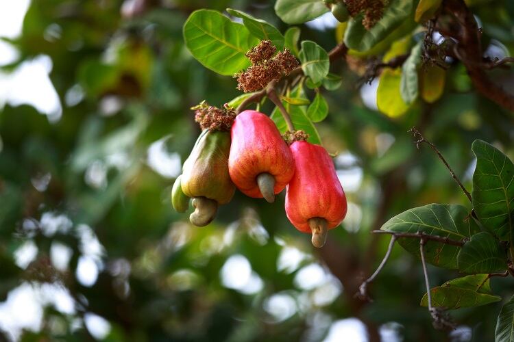 cashew-quangpraha.jpg