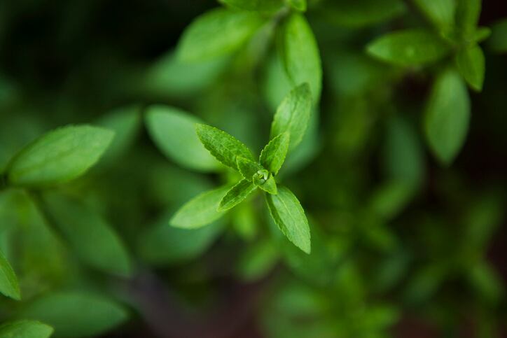 Label-friendly, ‘natural flavor’ stevia launched in Brazil and Mexico