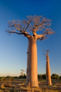 baobab istock pierivb