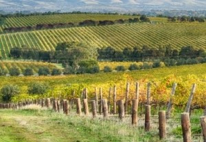 wine vineyards mclaren vale australia cropped
