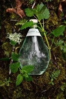 forest gin