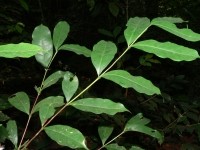 The Highland Coffee of Sierra Leone (Coffea stenophylla). Image_Aaron Davis, RBG, Kew. (1)