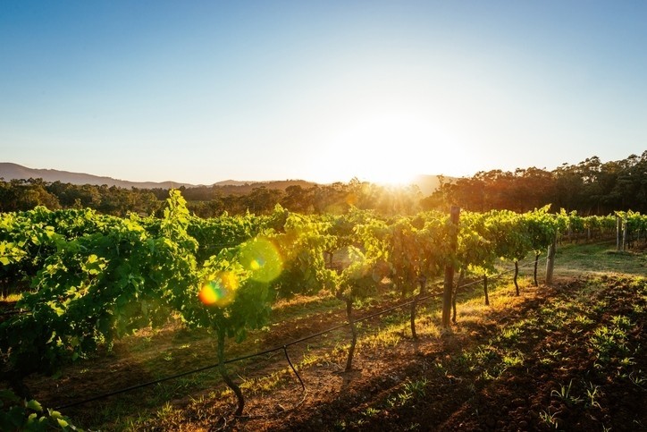 Wine industry wants one single standard for sustainability