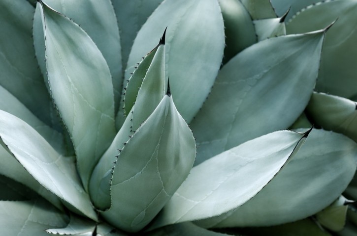 Tequila threats - and agave alternatives
