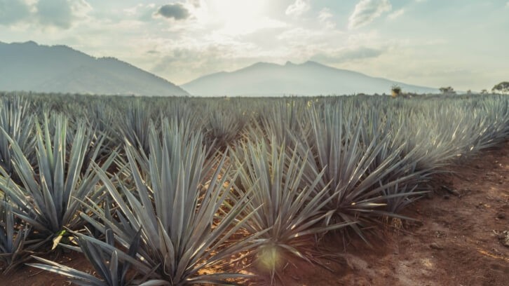 Stoli Group introduces master distiller for Cenote Tequila