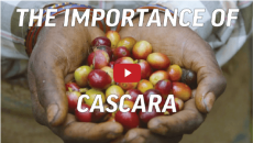 The Importance of Cascara Coffee Fruit