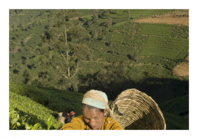 Finlays buys Casa Fuentes to secure highly sought tea extract supplies