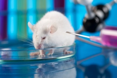 Mice treated with EPPS demonstrated a significant decrease in amyloid beta plaques. 