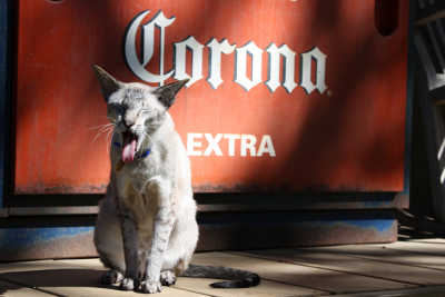 Cat that's got the cream: ABI is 'very excited' to regain control of Corona in China (Roy Montgomery/Flickr)