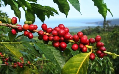 KonaRed tells a sustainability story:  The active ingredient is extracted from coffee fruit harvested on the Kona Coast of Hawaii's Big Island.  The fruit pulp was discarded at one time during coffee manufacture.