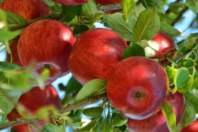 Production will cease at the Shepton Mallet site, although C&C will continue to source apples locally. Pic: iStock