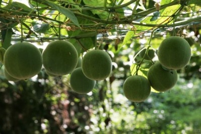 Monk fruit: 'In a neutral to high pH product – some dairy products for example - you get a tremendous amount of sweetness using only a very small amount, which makes it more cost effective. In a more acidic application, you’d need to use more.' 