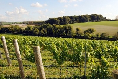 Planting acreage for English wine has doubled in the last 10 years