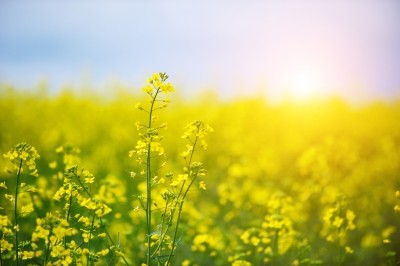The biodegradable plastic is made out of plant-based oils from canola seeds, among others. Pic:getty/sandsun