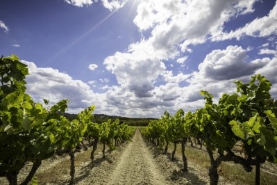 Dry Mediterranean climates are well-suited for organic vineyards. Pic:getty/adamsmigielski