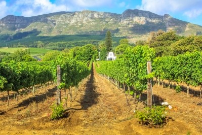 The Stellenbosch wine region. Pic: getty/bennymarty