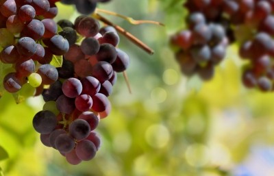 The metabolome is the set of low molecular weight metabolites in a biological system such as grape juice or wine. Pic:getty/sanddlebeautheil