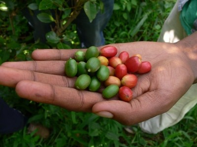 Arabica coffee fruits in Ethiopia. 