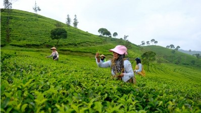 Indonesia's tea exports have been flagging in recent years, marked by declining export share, low prices and import policies imposed by export destinations. ©GettyImages