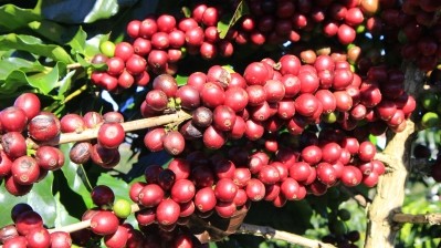 The three-year, US$1m project will train coffee farmers in climate change resilience techniques, agro-chemical management and work safety. ©GettyImages