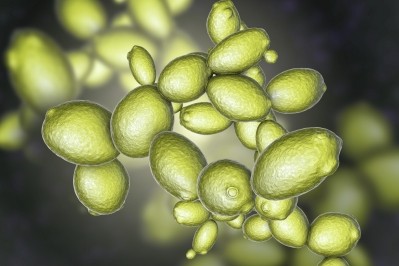 Saccha is named after brewer's yeast: Saccharomyces cerevisiae. GettyImages/Dr_Microbe