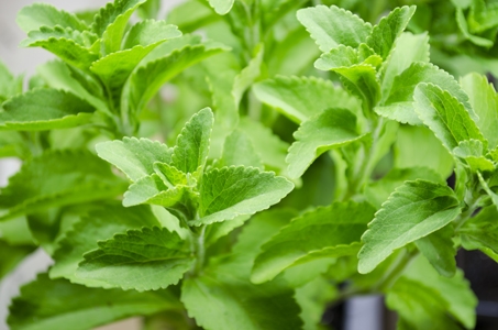 adm-stevia-bev-daily-plant