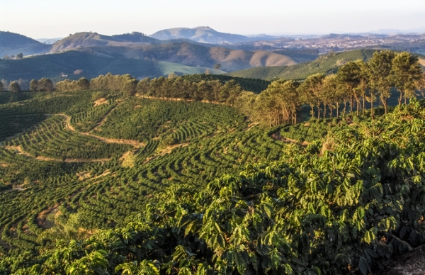 coffee plantation getty
