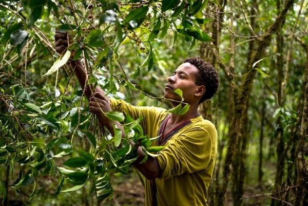 Harvesting coffee by hand from forest at Yayu, south-west  Ethiopia. Image Alan Schaller_Union Hand-Roasted Coffee