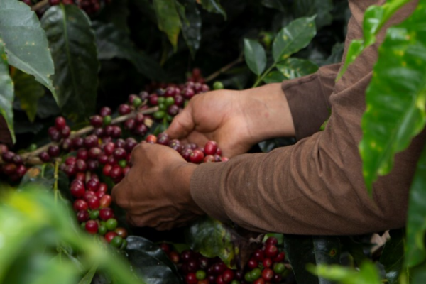 Harvesting mature coffee cherries Pic_Nestle