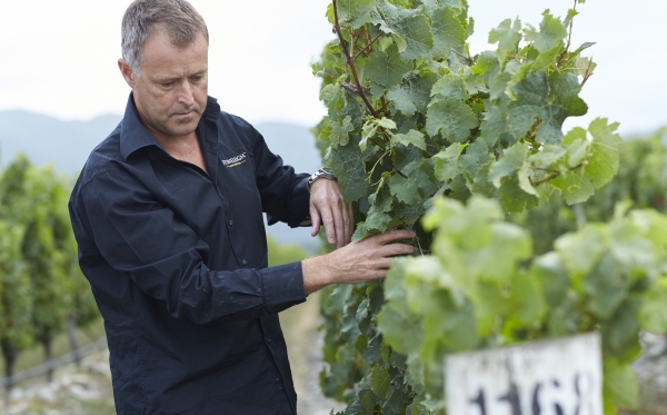 Jamie Marfell inspects the vines ahead of harvest at Stoneleigh Vineyard (P)