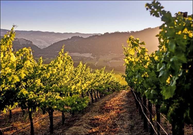 Sunrise over California. Picture: California Wine Institute