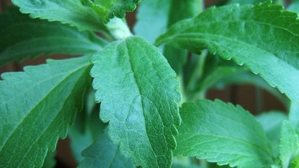 ‘We have good customers, but stevia price is an issue’: Stevia Natura