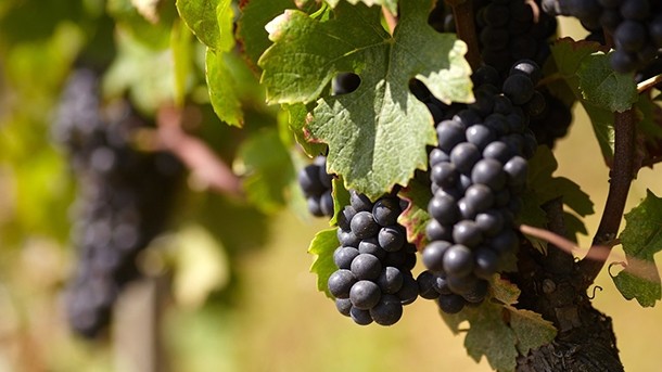 The DNA of pinot noir grapes features viruses from millions of years ago