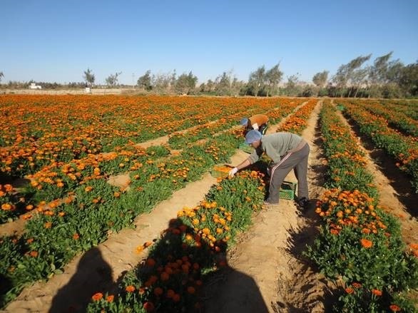 Marigold harvest in Egypt