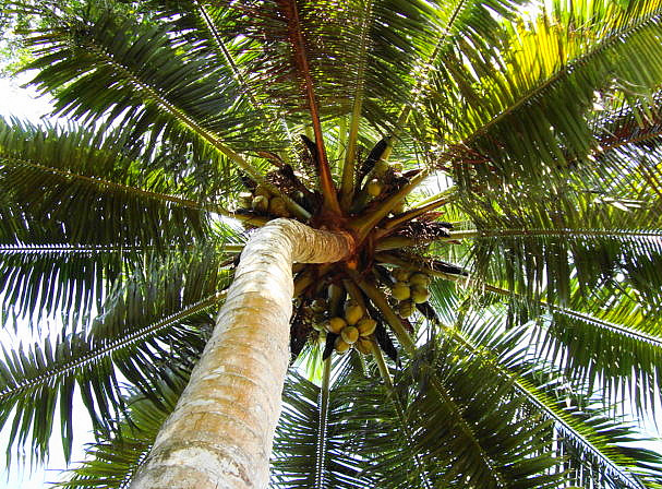 90% of the world's coconut needs are met by Asia-Pacific, but the majority of the trees are ageing, planted after WW2