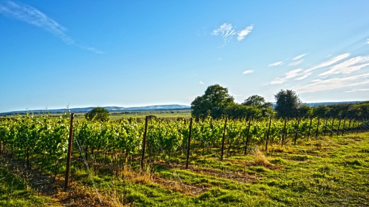 Vineyards are predominantly located in southern England, such as this one in Sussex. Pic: iStock/gmans1986