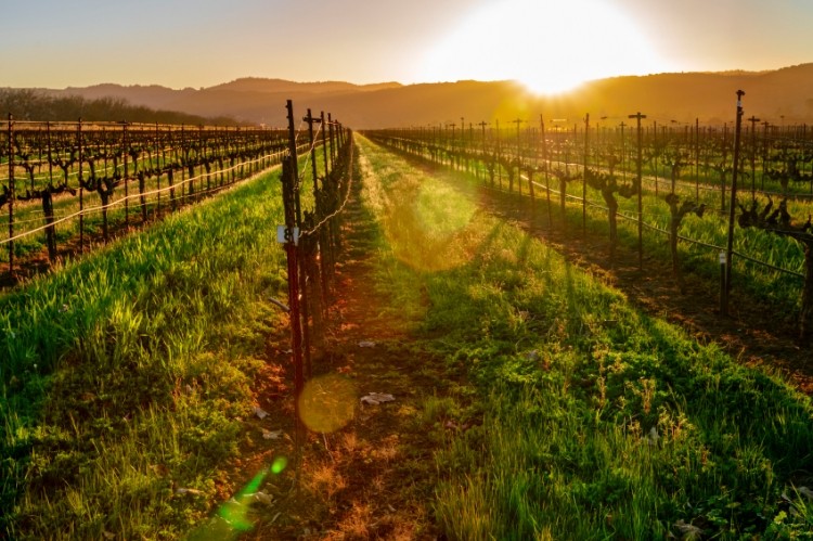 Napa Valley wine must have 85% or more of its grapes from the area. Picture: istock / fcarucci