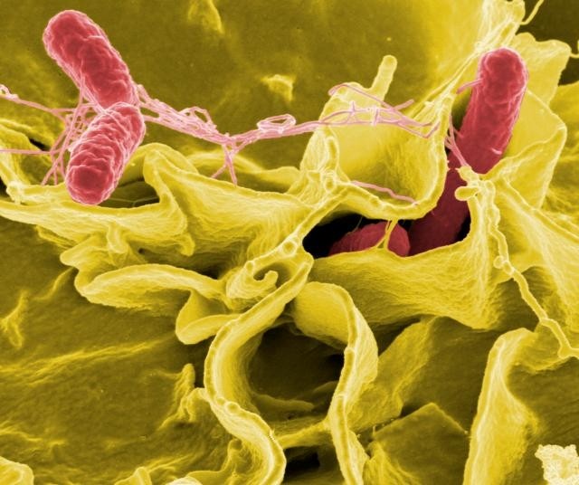 Spectra databases to detect bacterial contaminants, such as salmonella (pictured), in beverages should be expanded to remain up-to-date with the beverage innovations, say researchers.