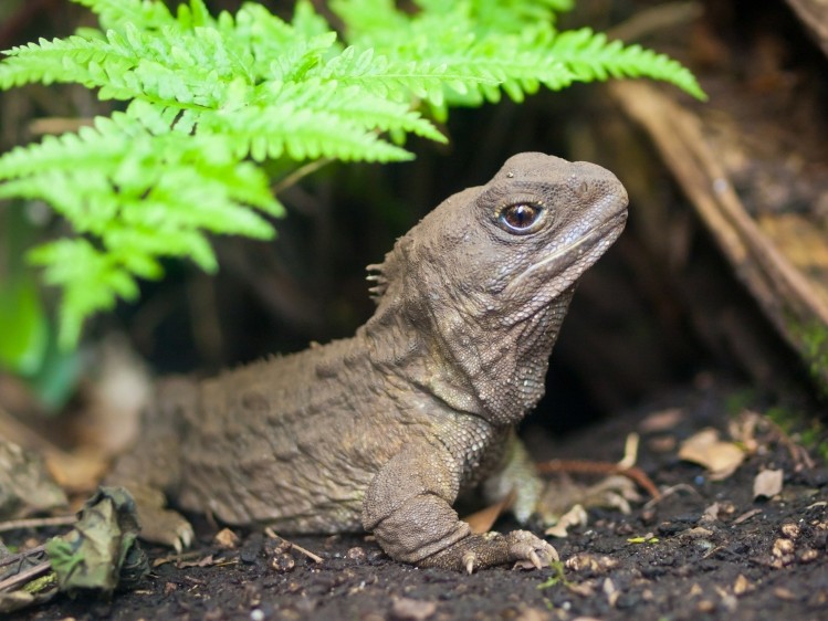 Tuatara Brewing's namesake is a rare reptile found only in New Zealand. Pic: iStock/CreativeNature_nl