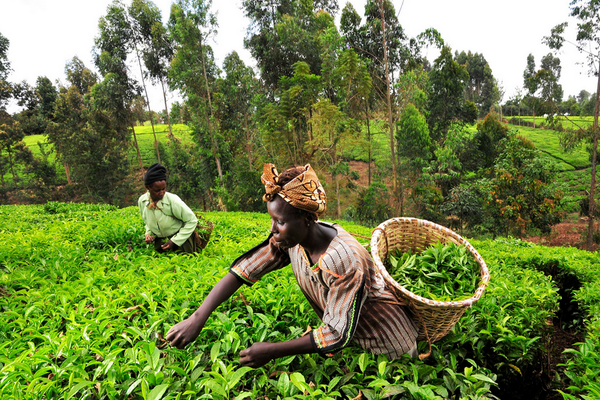 Tea pickers in Kenya (Neil Palmer/CIAT, Flickr)