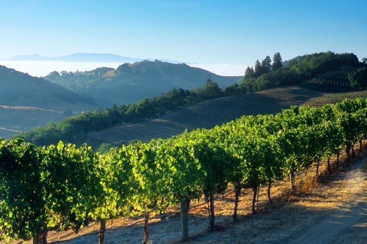 Wine industry contributes $220bn to US economy