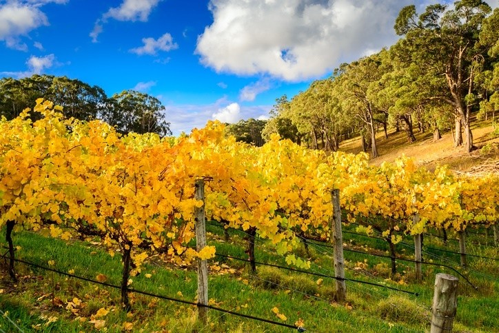 The Adelaide Hills wine region. pic: getty/moisseyev