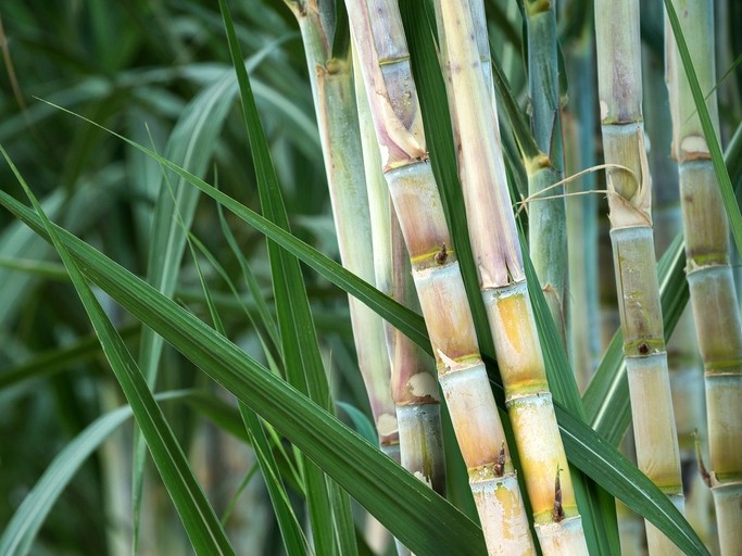 Pilot seeks to find out if PEF from sugarcane could be more economical than PET at scale