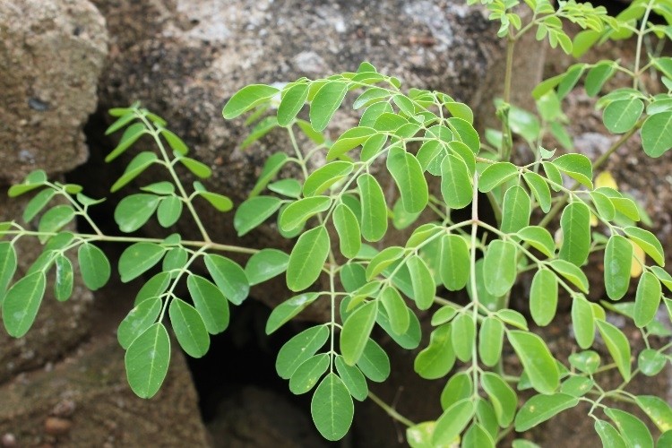 Moringa dominates kale and matcha across nutrient categories like antioxidants, vitamins, minerals and amino acids.