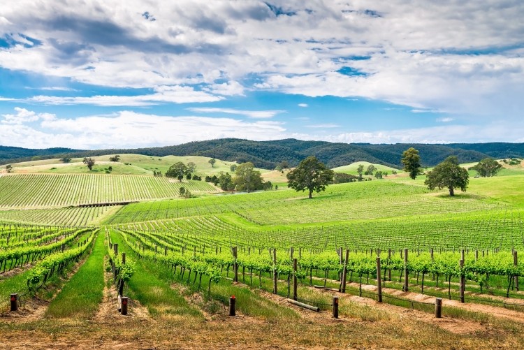 Vineyards in South Australia's Barossa Valley. Pic: getty/moisseyev