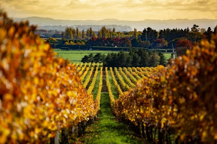 Hawke's Bay is one of the regions producing lighter wines, as New Zealand seeks to become the top dog in the category
