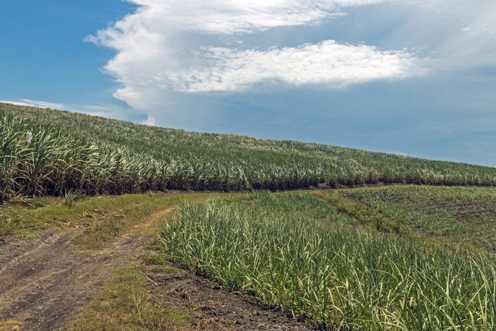 One million livelihoods depend on South African cane sugar, says the industry. Pic:getty/lcswart