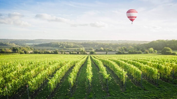 A vineyard in the county of Surrey, just south of London. Pic: getty/jacobsstockphotography